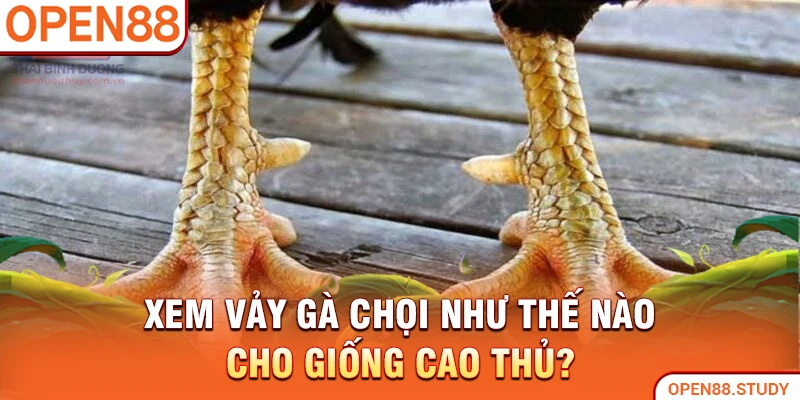 xem-vay-ga-choi-nhu-the-nao-cho-giong-cao-thu-