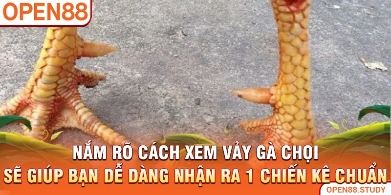Nắm rõ cách xem vảy gà chọi sẽ giúp bạn dễ dàng nhận ra 1 chiến kê chuẩn