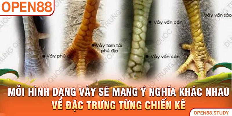 Mỗi hình dạng vảy sẽ mang ý nghĩa khác nhau về đặc trưng từng chiến kê