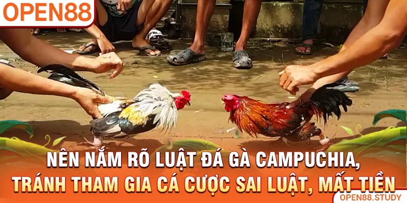 Nên nắm rõ luật đá gà Campuchia, tránh tham gia cá cược sai luật, mất tiền